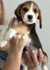 Photo №2 de l'annonce № 100238 de la vente beagle - acheter à USA annonce privée