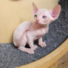 Photo №1. sphynx - à vendre en ville de Братислава | 250€ | Annonce № 117066