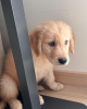 Photo №1. golden retriever - à vendre en ville de Villach | négocié | Annonce №96447