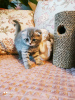 Photo №4. Je vais vendre scottish fold en ville de Шатура. annonce privée - prix - 167€