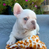 Photo №4. Je vais vendre bouledogue en ville de Munich. annonce privée - prix - 331€