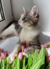 Photo №4. Je vais vendre exotic shorthair en ville de Minsk. de l'abri - prix - Gratuit