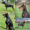 Photos supplémentaires: Chiots Doberman à vendre