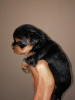 Photos supplémentaires: Les bébés Yorkshire Terrier sont disponibles sur réservation. Vendre