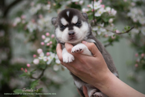 Photos supplémentaires: Chiots husky sibérien de parents généalogiques