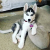 Photo №1. husky de sibérie - à vendre en ville de Genève | négocié | Annonce №97365