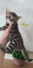 Photo №3. Chatons Champion Bloodline Bengal Cat. Allemagne