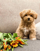 Photos supplémentaires: Des chiots maltipoo F1 absolument époustouflants.