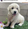 Photo №2 de l'annonce № 103625 de la vente golden retriever - acheter à USA annonce privée