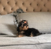 Photo №1. yorkshire terrier - à vendre en ville de Szeged | négocié | Annonce №110171