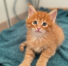 Photo №1. maine coon - à vendre en ville de Dietikon | 400€ | Annonce № 116350