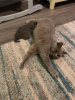 Photo №4. Je vais vendre british shorthair en ville de Manly. annonce privée - prix - 331€