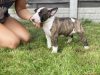 Photos supplémentaires: Bull Terrier miniature