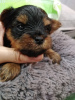 Photos supplémentaires: Chiots Yorkie/Kawaiiork