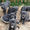 Photo №3. superbes chiots cane corso Business WhatsApp 37256062792. La finlande