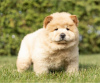 Photo №2 de l'annonce № 110092 de la vente chow-chow - acheter à USA 