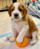 Photo №1. welsh springer spaniel - à vendre en ville de Kaunas | négocié | Annonce №120600