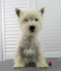Photos supplémentaires: West highland white terrier chiot 6 mois