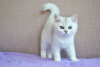 Photos supplémentaires: Des chatons britanniques sont offerts