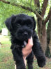 Photo №1. affenpinscher - à vendre en ville de Дортмунд | 340€ | Annonce №123132