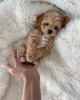 Photo №3. Des chiots maltipoo F1 absolument époustouflants.. Allemagne