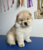 Photo №1. chow-chow - à vendre en ville de Temecula | 265€ | Annonce №83563