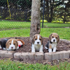 Photo №4. Je vais vendre beagle en ville de Lappeenranta. annonce privée - prix - 360€