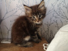 Photo №3. Chatons Maine Coon avec pedigree pour adoption. Pays Bas