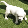 Photo №1. labrador retriever - à vendre en ville de Антверпен | 250€ | Annonce №109598