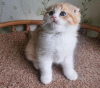 Photo №1. scottish fold - à vendre en ville de Newport Beach | 284€ | Annonce № 99289