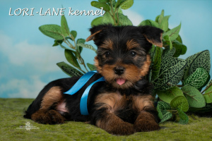 Photo №1. yorkshire terrier - à vendre en ville de Saint-Pétersbourg | 429€ | Annonce №2476