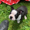 Photo №3. Adorables chiots Boston Terrier en adoption gratuite. Allemagne