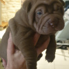 Photo №1. shar pei - à vendre en ville de Мигдаль-ха-Эмек | 2839€ | Annonce №57263