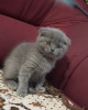 Photo №1. scottish fold - à vendre en ville de Prague | négocié | Annonce № 106787