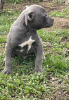 Photo №2 de l'annonce № 18283 de la vente american pit bull terrier - acheter à Fédération de Russie de la fourrière