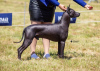 Photos supplémentaires: Chiots Xoloitzcuintle (chien sans poils mexicain)