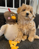 Photo №3.  Gesunde Teacup-Maltipoo-Welpen zur Adoption bereit. Allemagne