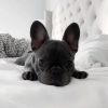 Photo №1. bouledogue - à vendre en ville de Sydney | négocié | Annonce №84703