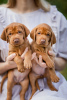 Photo №3. Chiots du Hongrois Vizsla. Biélorussie