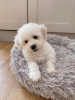 Photo №1. bichon à poil frisé - à vendre en ville de Eschenau | Gratuit | Annonce №97573