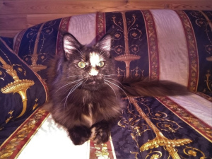 Photo №2 de l'annonce № 3114 de la vente maine coon - acheter à Fédération de Russie de la fourrière