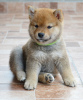 Photo №4. Je vais vendre shiba en ville de Kragujevac. éleveur - prix - négocié