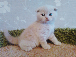 Photo №2 de l'annonce № 6204 de la vente scottish fold - acheter à Fédération de Russie 