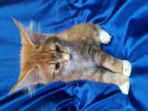 Photo №4. Je vais vendre maine coon en ville de Izhevsk. éleveur - prix - négocié