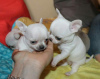 Photo №1. chihuahua - à vendre en ville de Prague | négocié | Annonce №124617