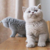 Photo №1. british shorthair - à vendre en ville de Kranenburg | Gratuit | Annonce № 115213