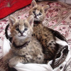 Photo №3. Kvalitets Afrika serval katt jusqu'à salgs et savannah katt pour l'adoption. Norvège