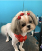 Photo №1. lhassa apso - à vendre en ville de Texas City | 0€ | Annonce №105235