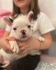 Photos supplémentaires: Продаются очаровательные щенки французского бульдога