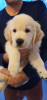 Photo №1. golden retriever - à vendre en ville de Амстердам | 450€ | Annonce №115299